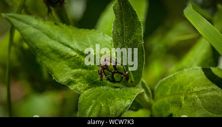 Ant su un fiore chiuso bud con un Verde come sfondo sfocato Foto Stock