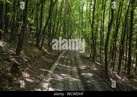 Un fangoso terreno ruvido via attraverso la faggeta vicino villaggio Malancrav in Transilvania, Romania Foto Stock
