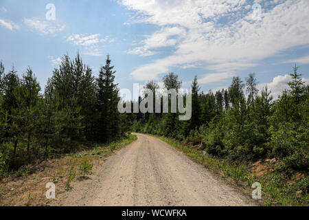 Ghiaiose strada forestale nelle zone rurali della Finlandia Foto Stock