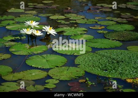 Large white water lilies circondata da grandi ninfee Foto Stock