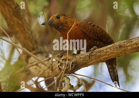 Rufous Picchio - Micropternus (Celeus, Picus) brachyurus picchio marrone trovata nel sud e nel sud-est asiatico, breve fatturati, rovistando su piccole insec Foto Stock