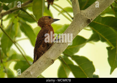 Rufous Picchio - Micropternus (Celeus, Picus) brachyurus picchio marrone trovata nel sud e nel sud-est asiatico, breve fatturati, rovistando su piccole insec Foto Stock