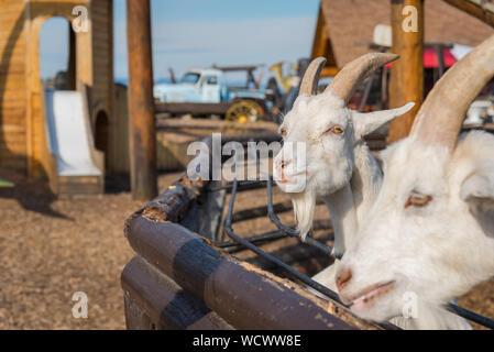 Armstrong, British Columbia, Canada - 23 Ottobre 2016: friendly capre nella penna in uno zoo di animali domestici il registro granaio, una strada popolare attrazione turistica. Foto Stock