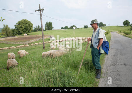 Un pastore ha cura del suo gregge di pecore al pascolo erba per il lato di una strada nelle colline sopra la città di Fagaras, Transilvania, Romania Foto Stock