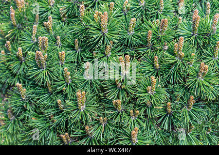 Pino mugo. Giovani germogli di pino di montagna. Foto Stock