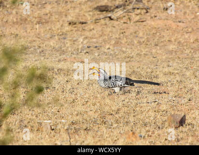 Southern Yellow-fatturati Hornbill (Tockus leucomelas) Foto Stock