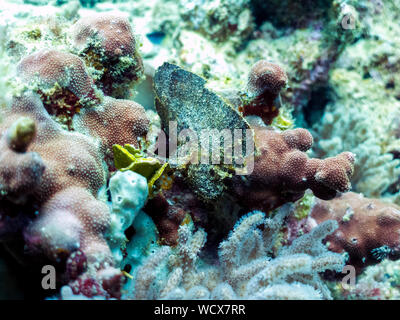 Scorfani foglia in Coral Reef, isola di Borneo - velenosa, pericolosi pesci Foto Stock