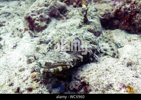 Il camuffamento Crocodilefish - De Beaufort's Flathead - Borneo, Malaysia Foto Stock