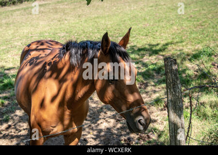 Cavalli al pascolo in un campo di Monts du Lyonnais Foto Stock