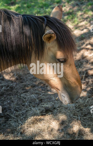 Cavalli al pascolo in un campo di Monts du Lyonnais Foto Stock