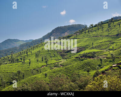 La piantagione di tè vicino a Munnar, Idukki District, Kerala, India, Asia Foto Stock