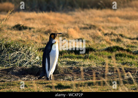 Un lone pinguino reale (Aptenodytes patagonicus) da una colonia stabiliti in una parte remota del cileno Tierra del Fuego Foto Stock