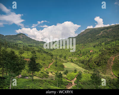 La piantagione di tè vicino a Munnar, Idukki District, Kerala, India, Asia Foto Stock