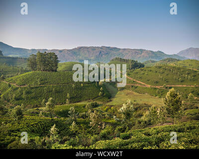 La piantagione di tè vicino a Munnar, Idukki District, Kerala, India, Asia Foto Stock