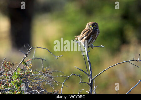 Austral Gufo pigmeo (Glaucidium nana) appollaiato su un ramo nel Parco Nazionale Torres del Paine nella Patagonia cilena. Foto Stock