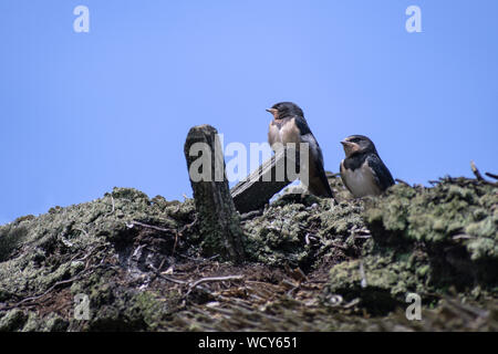 Due giovani barn swallow uccelli (Hirundo rustica) su un tetto di paglia in attesa di cibo contro il cielo blu, copia di grandi dimensioni spazio, messa a fuoco selezionata Foto Stock