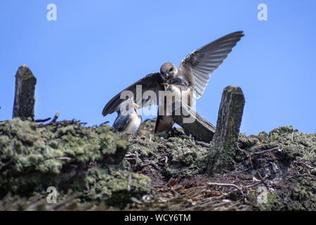 Due giovani rondini (Hirundo rustica) ed una spiaggia di sabbia martin o vuoto swallow (Riparia Riparia)su un tetto di paglia contro il cielo blu, copia di grandi dimensioni spac Foto Stock