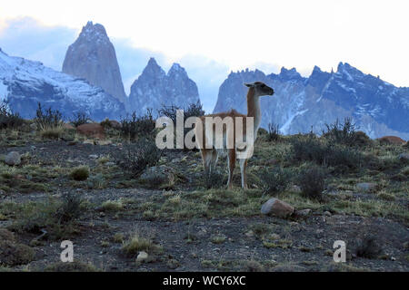 Un lone guanaco (Lama guanicoe) vegliare su di una montagna nel Parco Nazionale Torres del Paine nella Patagonia cilena. Foto Stock