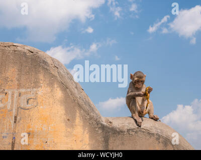 Curioso di scimmia rhesus, Macaca Mulatta, peeling una banana. Mathura, Uttar Pradesh, India, Asia Foto Stock