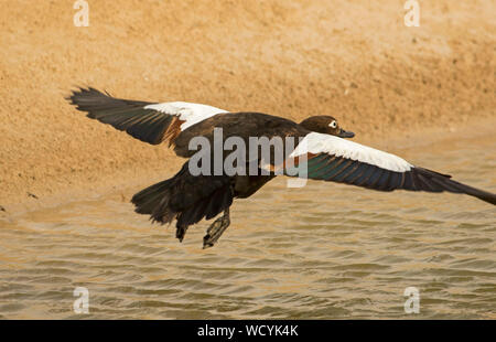 Femmina Shelduck Australiano, Tadorna tadornoides, in volo sopra la piscina di acqua in outback Australia del Sud Foto Stock