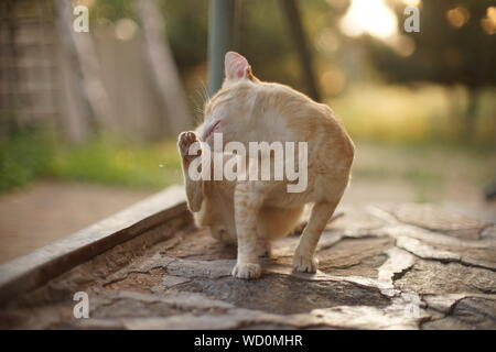 Lo zenzero pallido cat paw graffi dietro l'orecchio. Le pulci e zecche in animali domestici Foto Stock