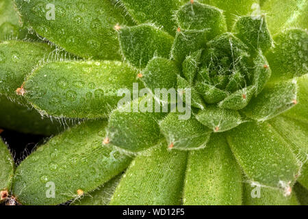 Immagine macro di piante succulente con goccioline di acqua Foto Stock