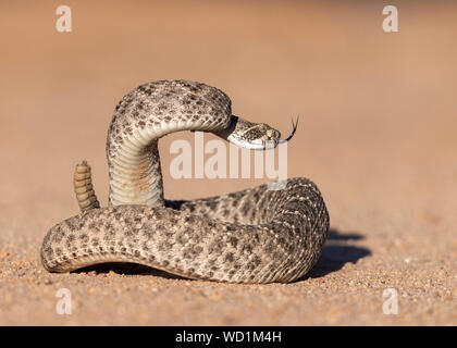 WESTERN Diamondback Rattlesnake Crotalus atrox), deserto di Sonora, Arizona, Nord America Foto Stock