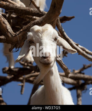 Il famoso albero capra del Marocco che si arrampica per l'albero di argania per mangiare i semi Foto Stock