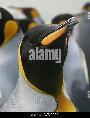 Re pinguini sono la seconda più grande pinguino in tutto il mondo. Questi sono sulla Georgia del Sud dell'Antartico Foto Stock