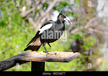 Australian gazza, Gymnorhina tibicen, mangiare da un giardino vassoio di alimentazione Foto Stock