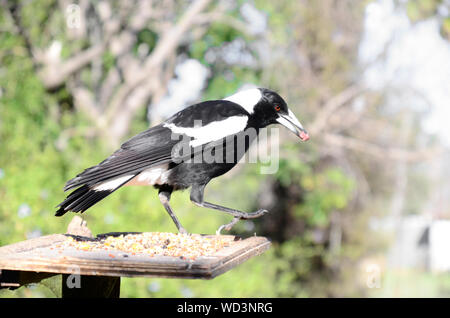 Australian gazza, Gymnorhina tibicen, mangiare da un giardino vassoio di alimentazione Foto Stock