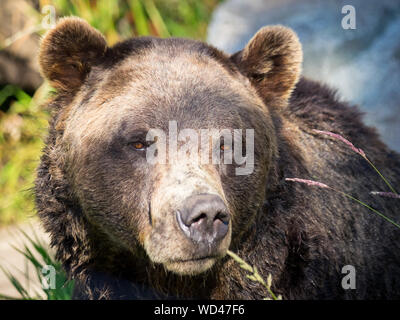 Coola, un residente orso grizzly (Ursus arctos horribilis) dell'orso santuario Presso Grouse Mountain, North Vancouver, British Columbia, Canada. Foto Stock