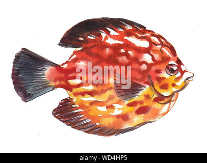 Corallo tropicale pesce. China e acquarello illustrazione Foto Stock
