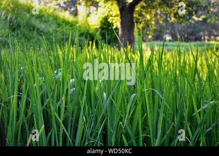 Piante, Giardini e verde Foto Stock