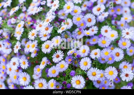 Molti piccoli viola fiori a margherita vicino, violetta aster alpino fiori selvatici, delicato lilla sfondo floreale, bellissimo modello di camomilla, camomiles Foto Stock