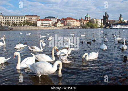 Gruppo di cigni galleggiante sul fiume Moldava con il paesaggio urbano di Praga in background Foto Stock