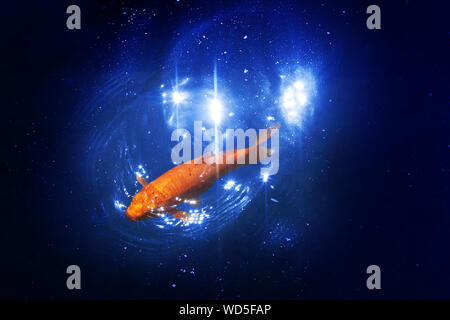 Goldfish in blu scuro incandescente acqua, di rosso e di giallo giapponese carpe koi nuotate nel laghetto vicino, abstract pesce dorato costellazione, simbolo di astrologia Foto Stock