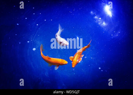 Tre arancio e bianco carpe koi pesci closeup, Navy Blue Sea sfondo, goldfish nuota in uno stagno, notte moonlight glow lucenti stelle, artistico galaxy Foto Stock