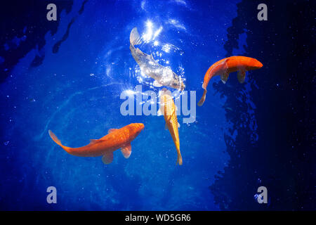 Quattro golden carpe koi pesci closeup, blu scuro dello sfondo del mare, giallo goldfish nuota in uno stagno, mistero notte moonlight glow, magic lucenti stelle nel cielo Foto Stock