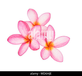 Il frangipani (plumeria) fiori su sfondo bianco Foto Stock