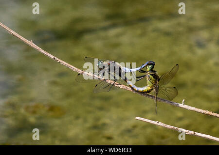 Paio di blu chaser accoppiamento libellule durante l'estate nel parco del Ticino, Lombardia, Italia. Foto Stock