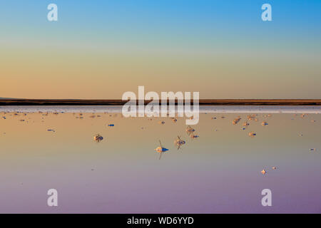 Tramonto su Koyashsky Salt Lake con acqua di rosa. Koyashskoye è un lago salato sulla costa della penisola di Kerch nel crimine. La Russia. Foto Stock