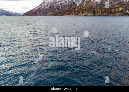 Arial vista delle balene megattere, Megaptera novaeangliae, Kvaloyvagen, Norvegia, Oceano Atlantico Foto Stock