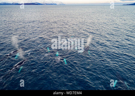 Arial vista delle balene megattere, Megaptera novaeangliae, Kvaloyvagen, Norvegia, Oceano Atlantico Foto Stock