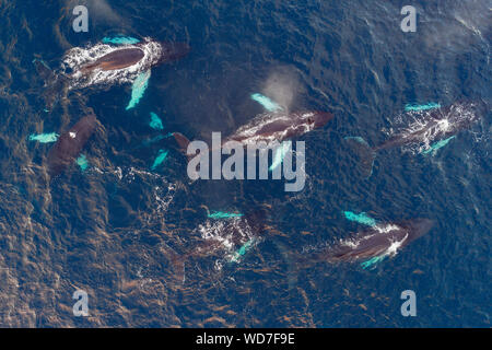 Arial vista delle balene megattere, Megaptera novaeangliae, Kvaloyvagen, Norvegia, Oceano Atlantico Foto Stock