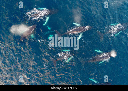 Arial vista delle balene megattere, Megaptera novaeangliae, Kvaloyvagen, Norvegia, Oceano Atlantico Foto Stock