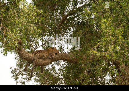 Leopard femmina (Panthera pardus) giacenti e rilassante nella struttura ad albero nel pomeriggio il Masai Mara parco giochi vicino a governatori camp Foto Stock