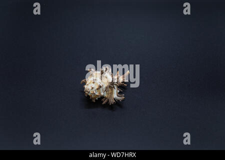 Shell dei predatori di lumache di mare della famiglia Muricidae, noto anche come murex lumache o rock lumache su sfondo nero Foto Stock