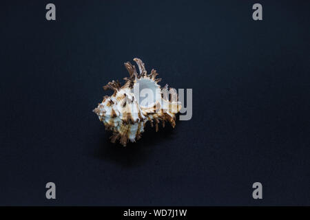 Shell dei predatori di lumache di mare della famiglia Muricidae, noto anche come murex lumache o rock lumache su sfondo nero Foto Stock