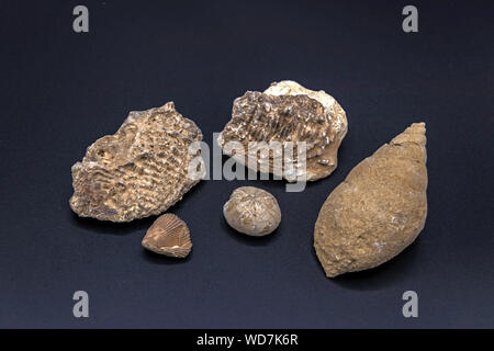 Conchiglie fossili di mare molluschi e ricci di mare (al centro) dal Cenozoico rocce sedimentarie di Arabia Saudita Foto Stock